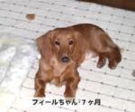 A.S様 フィールちゃん
