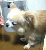 K.S様 ぽりんくん