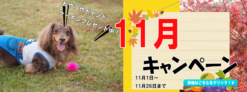 11月キャンペーン