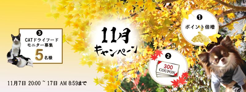 11月キャンペーン
