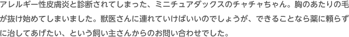 アレルギー性皮膚炎と診断されてしまった、ミニチュアダックスのチャチャちゃん。胸のあたりの毛が抜け始めてしまいました。獣医さんに連れていけばいいのでしょうが、できることなら薬に頼らずに治してあげたい、という飼い主さんからのお問い合わせでした。