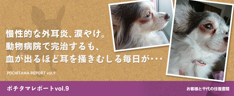 ポチタマレポート09 慢性的な外耳炎、涙やけ。動物病院で完治するも、血が出るほど耳を掻きむしる毎日が･･･