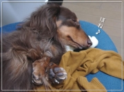 でっち犬ちゃん